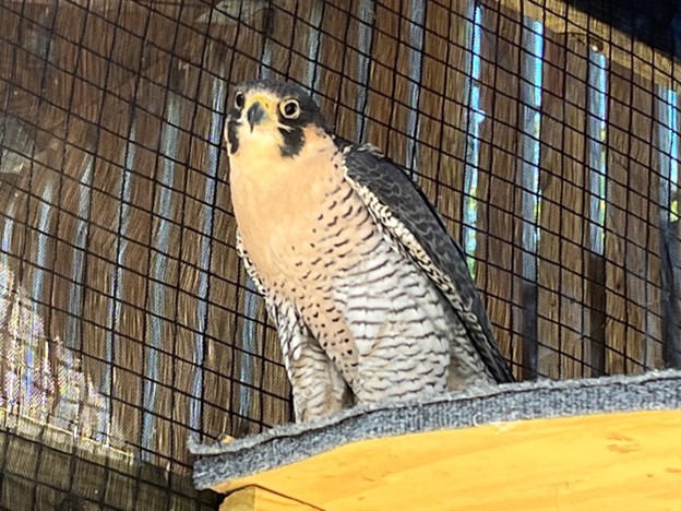 Peregrine 