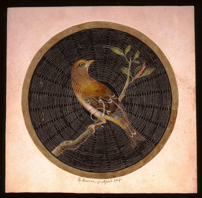 bird card